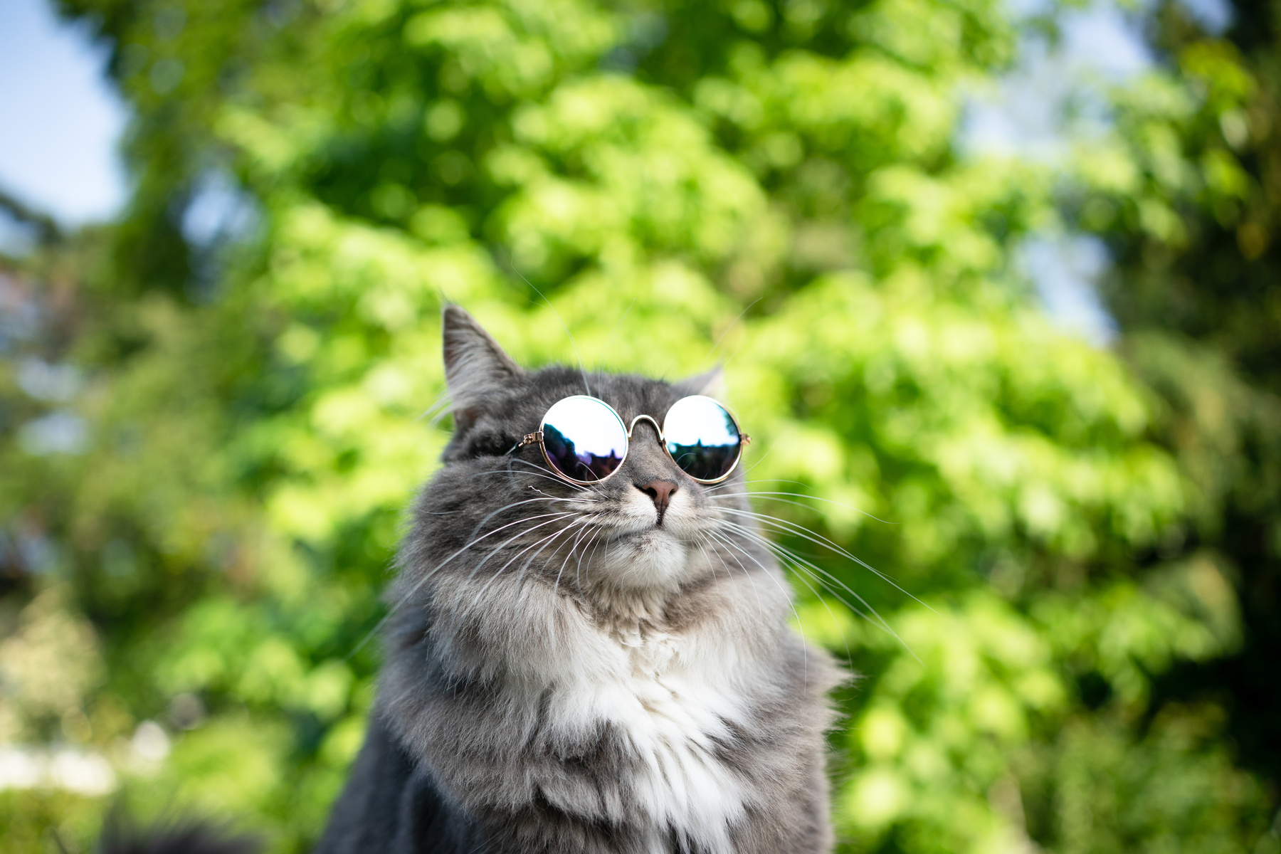 cat wearing sunglasses in nature